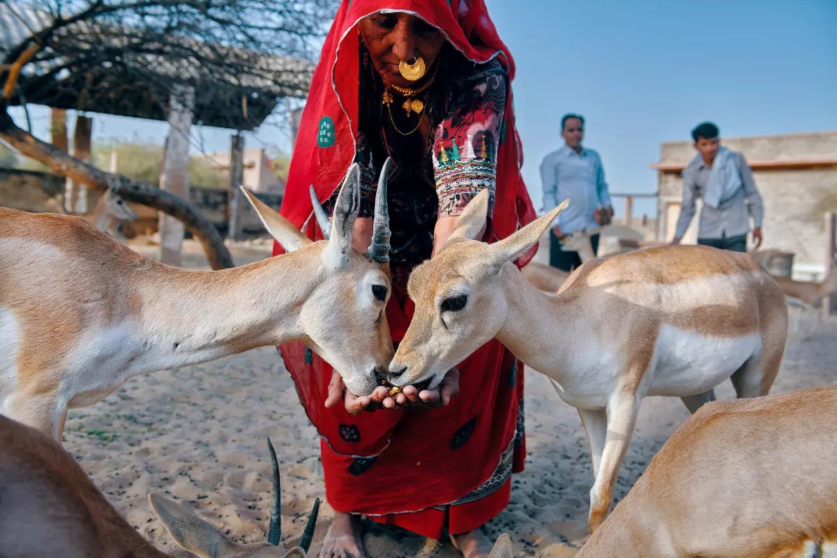 Bishnoi Community – Rajasthan’s Oldest Conservationists